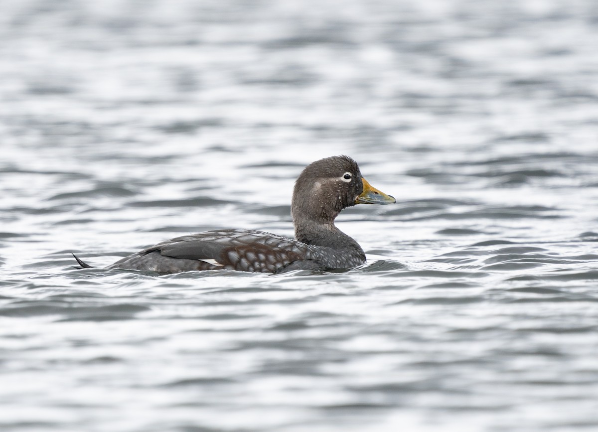 Flying Steamer-Duck - Sergio Jaque Bopp