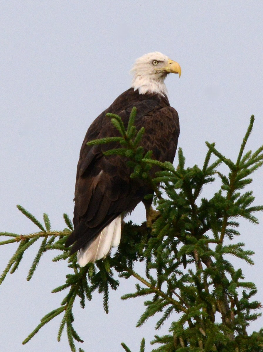 Bald Eagle - ML620750336