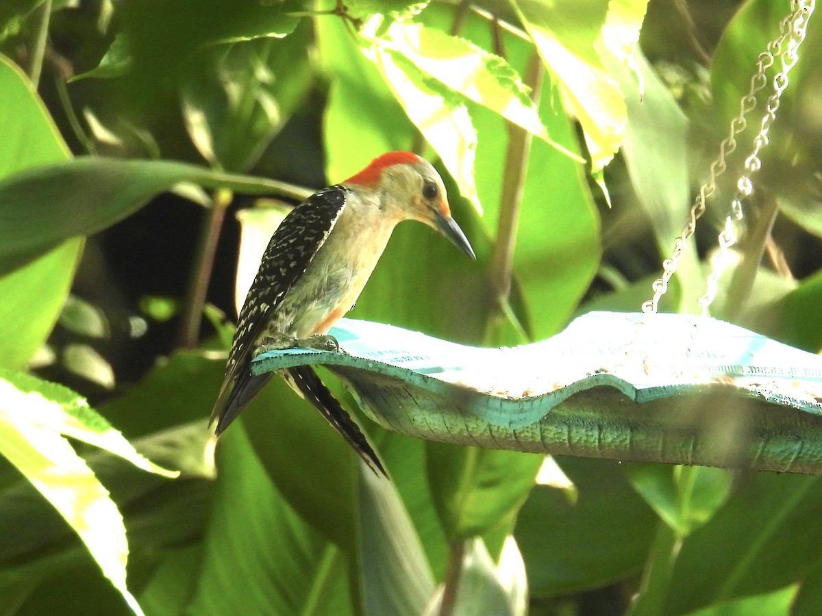 Red-bellied Woodpecker - ML620750338