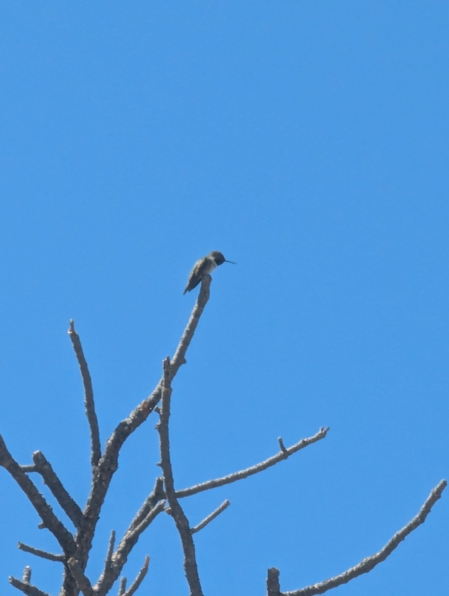 Broad-tailed Hummingbird - ML620750342