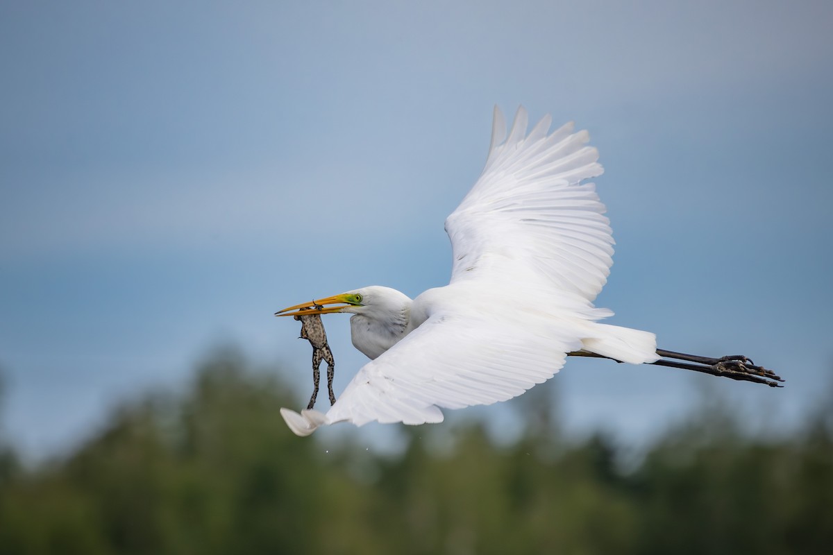 Great Egret - ML620750346