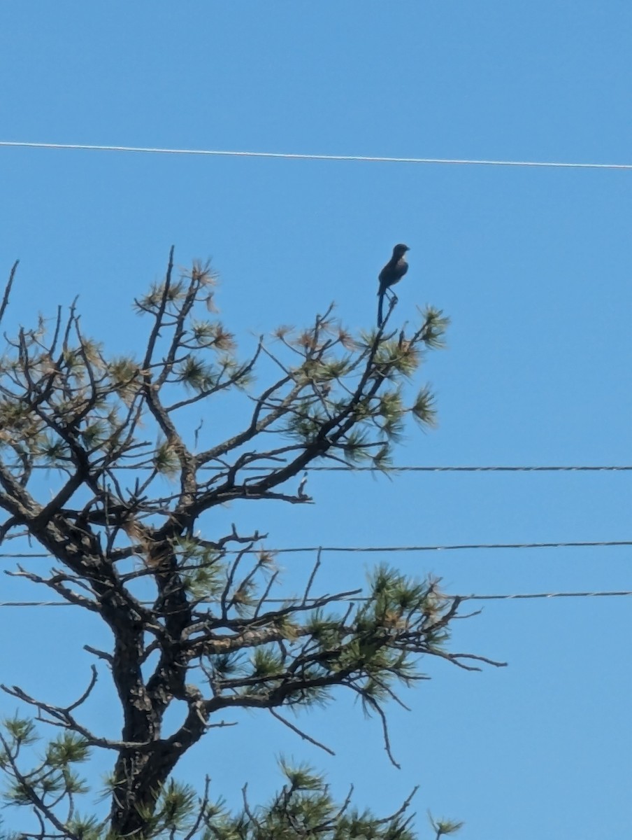 Eastern Kingbird - ML620750348