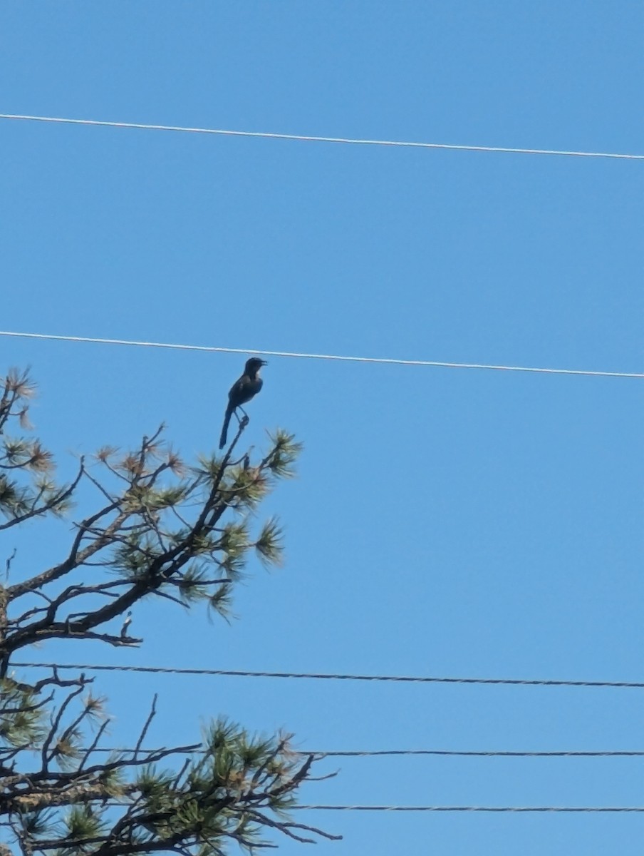 Eastern Kingbird - ML620750350