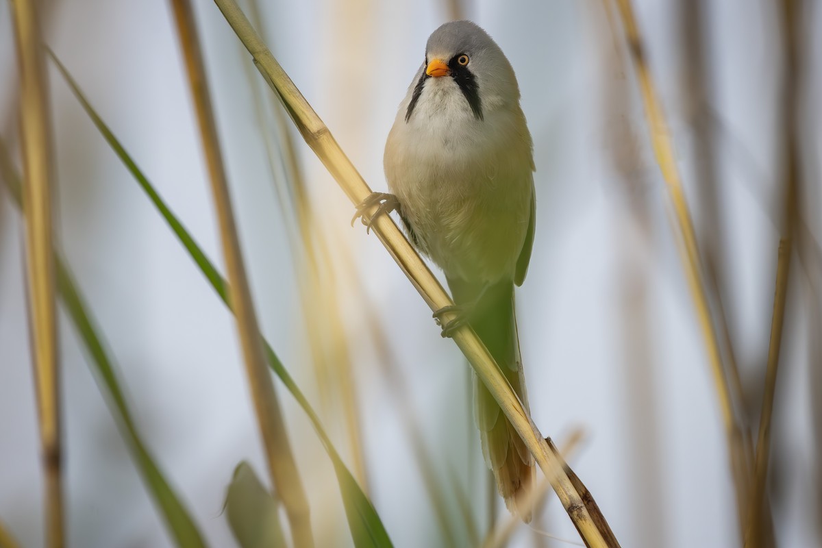 Bearded Reedling - ML620750367