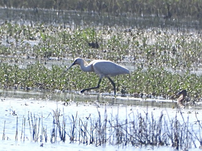 Eurasian Spoonbill - ML620750377