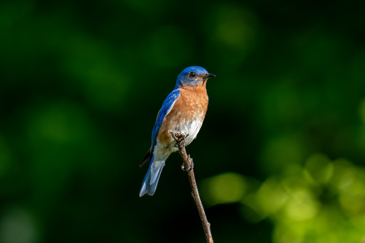 Eastern Bluebird - ML620750379