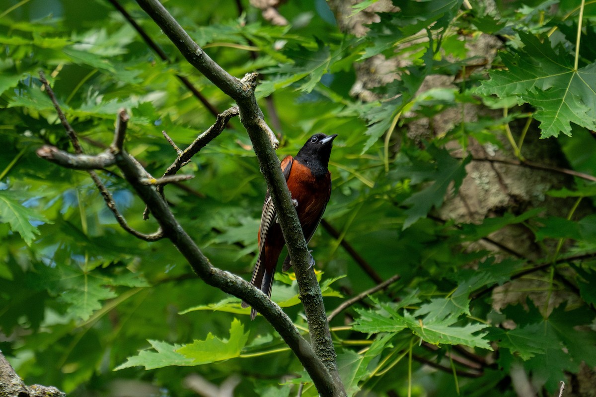 Orchard Oriole - ML620750390