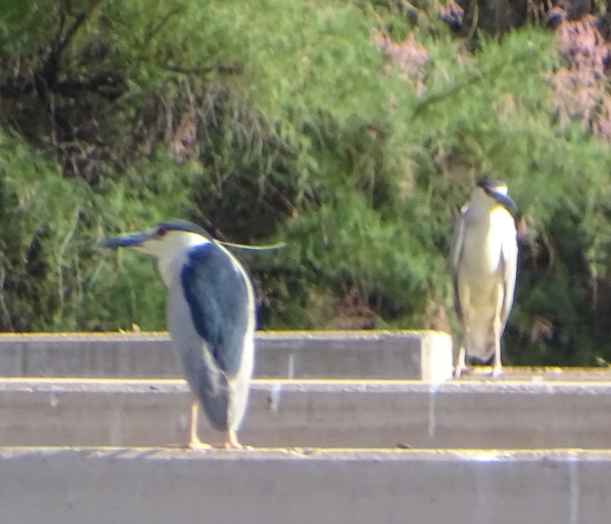 Black-crowned Night Heron - ML620750395