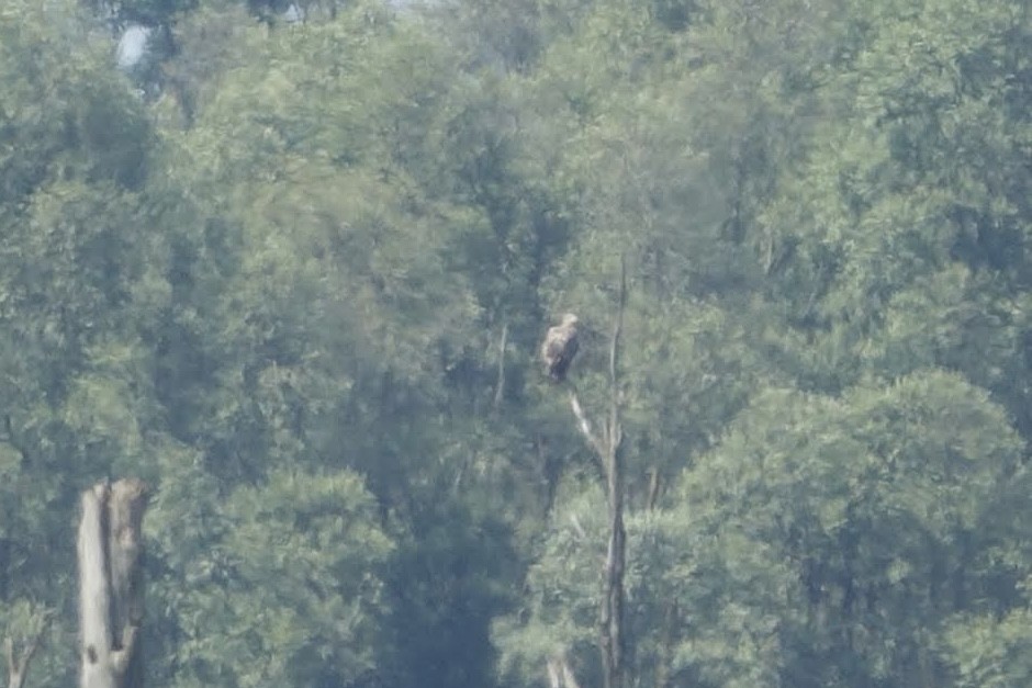 White-tailed Eagle - ML620750402