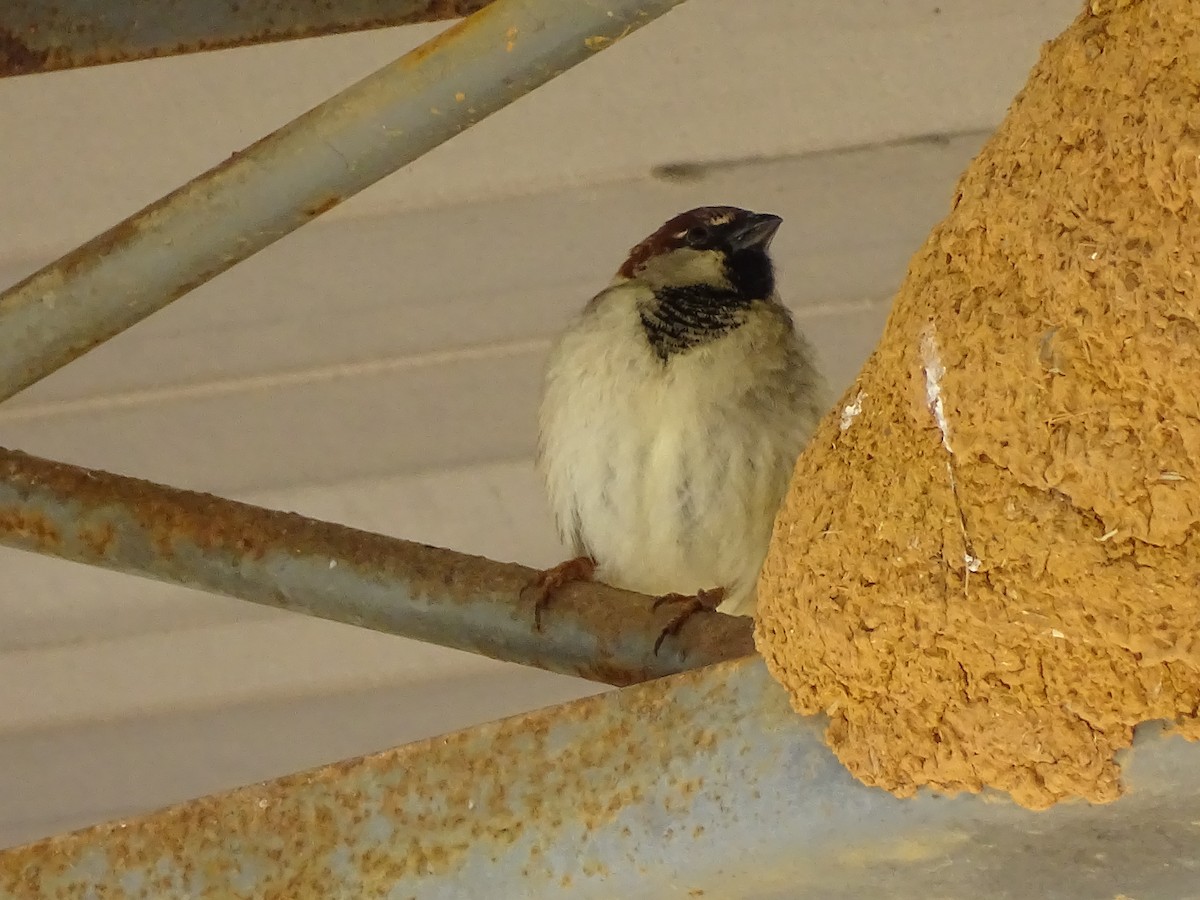 House Sparrow - ML620750404