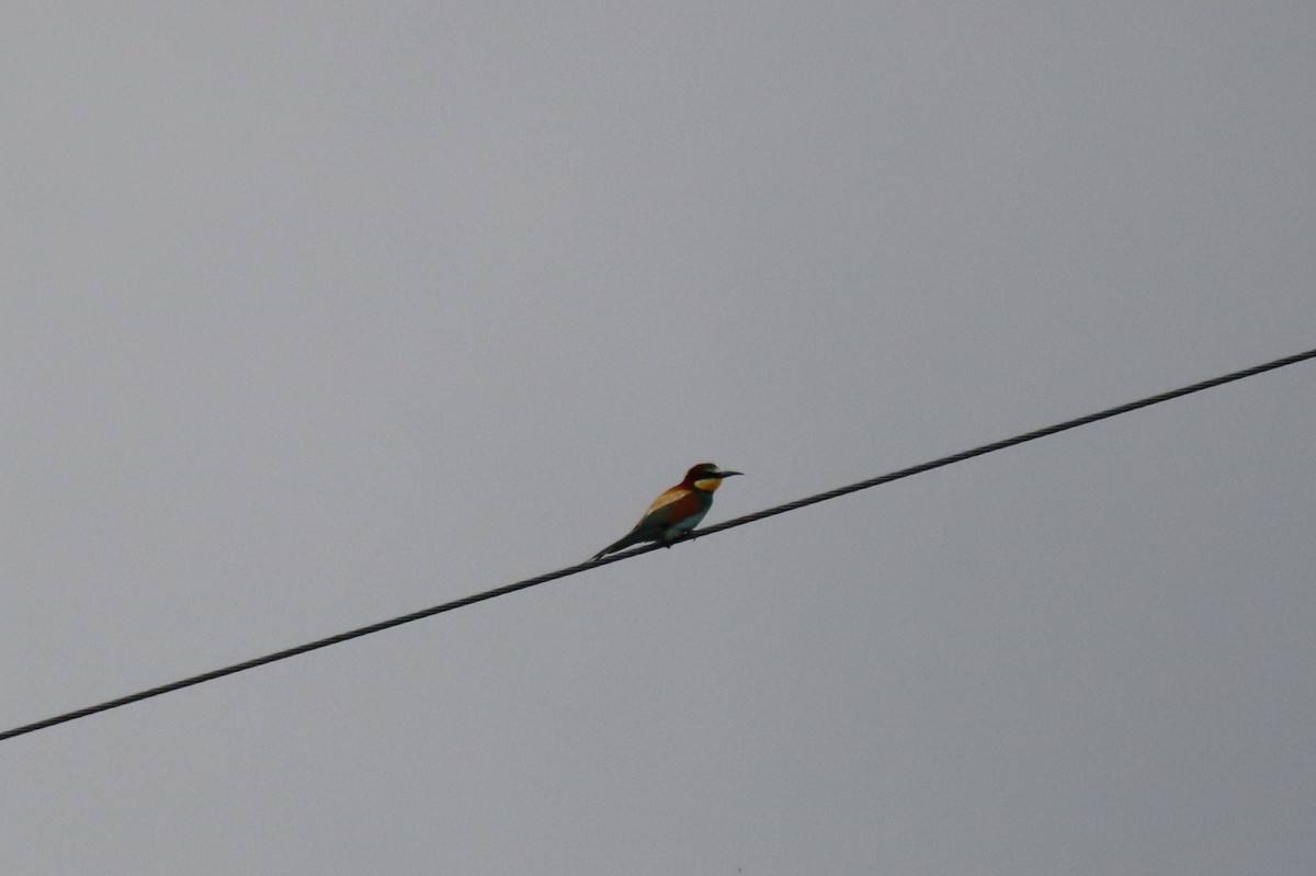 European Bee-eater - ML620750406