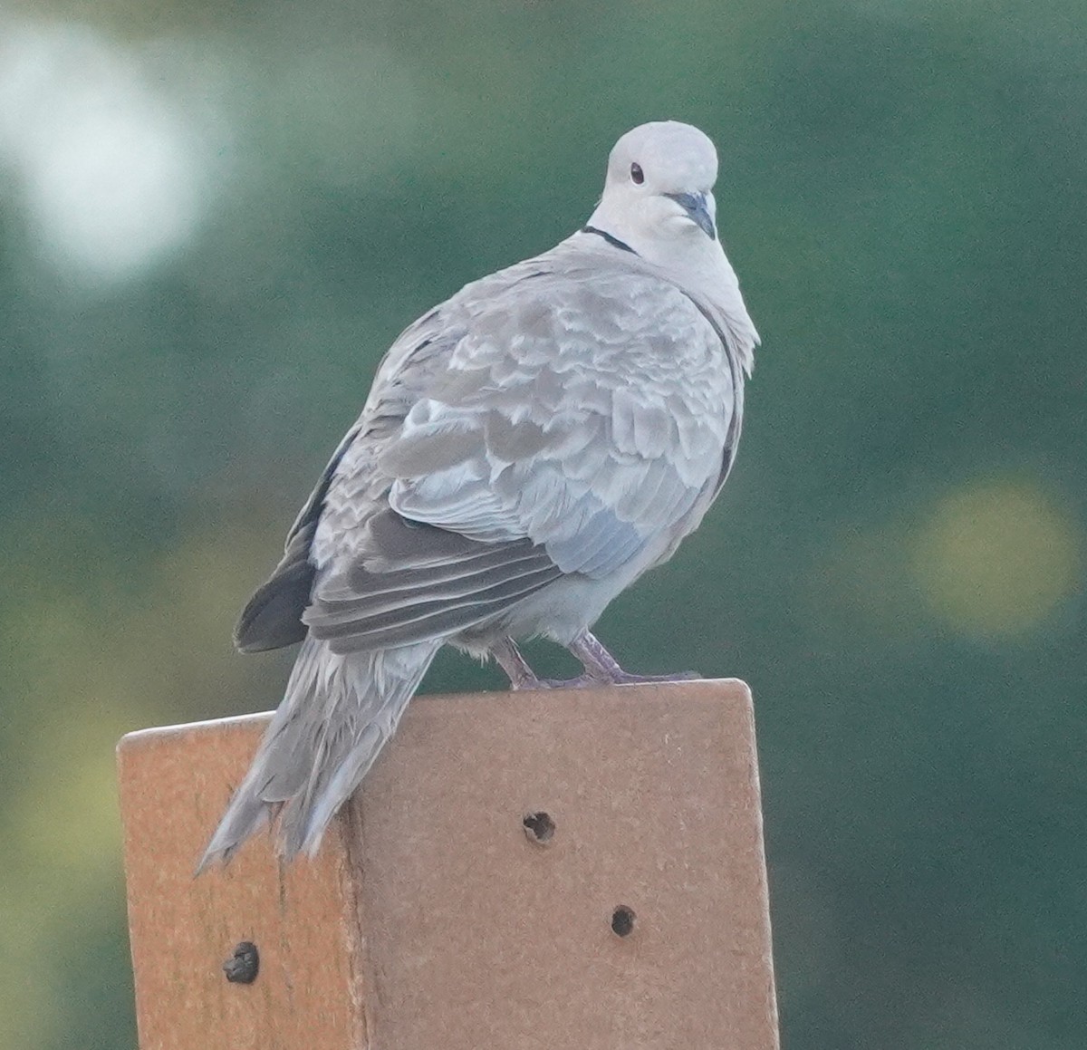 Eurasian Collared-Dove - ML620750420