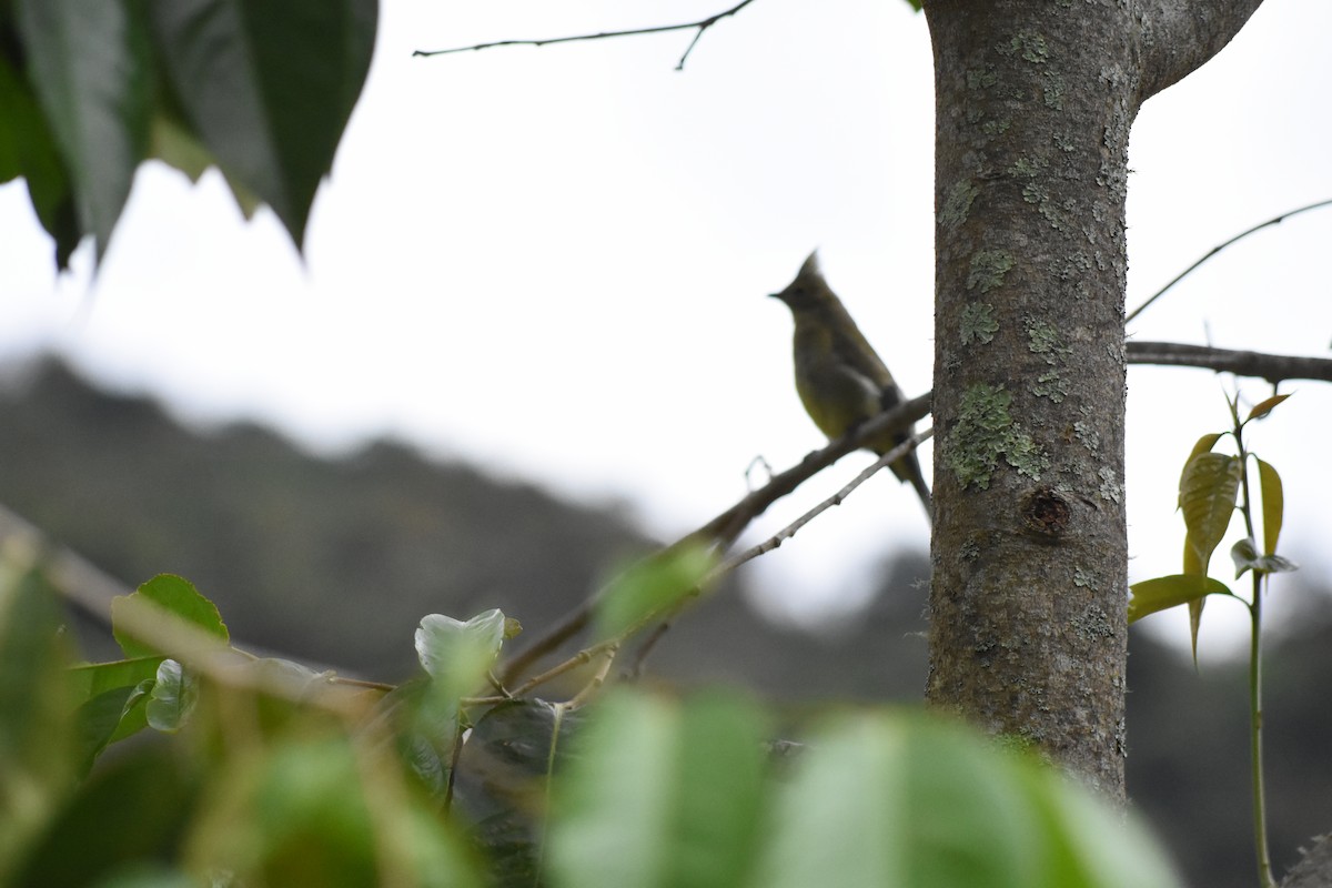 Long-tailed Silky-flycatcher - ML620750422