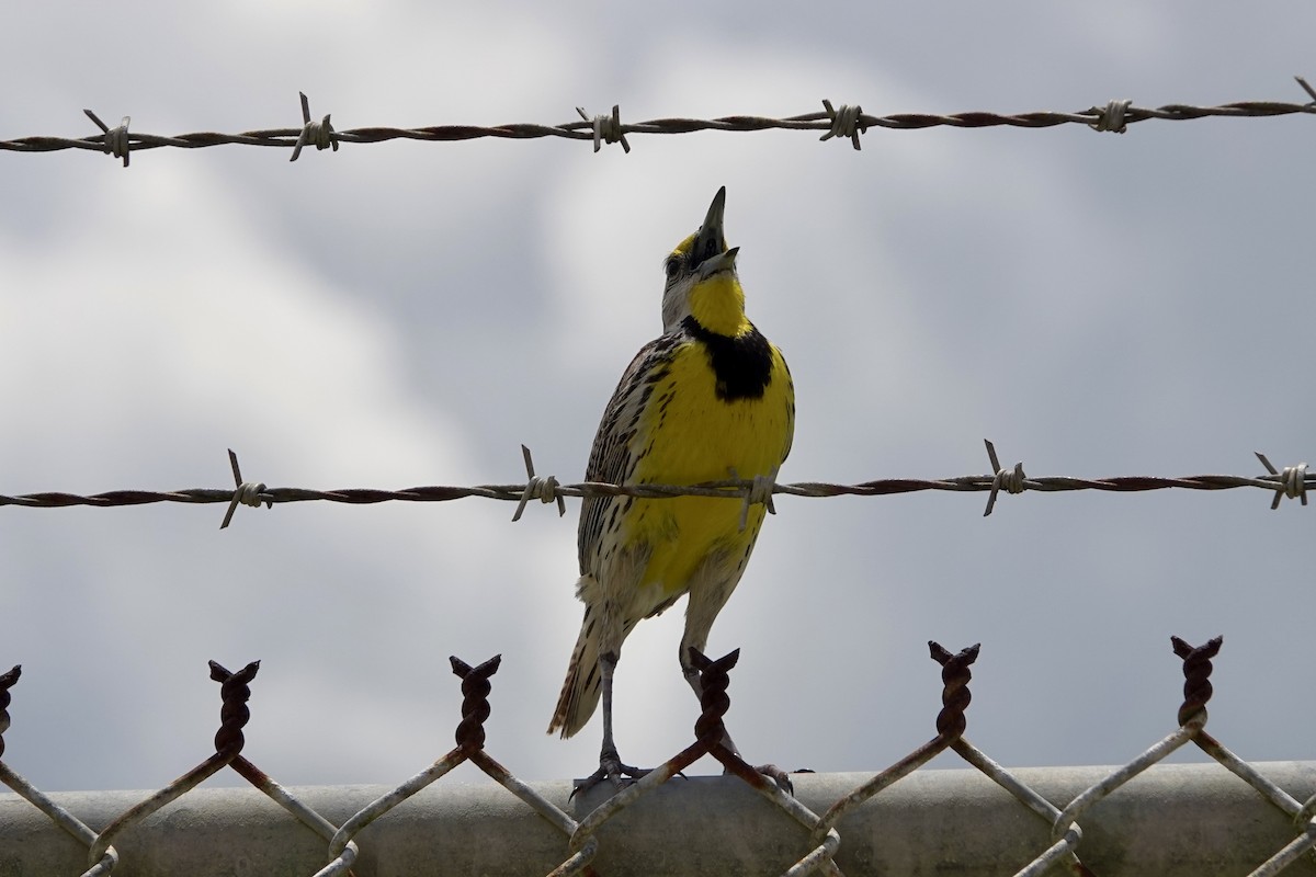 Eastern Meadowlark - ML620750427