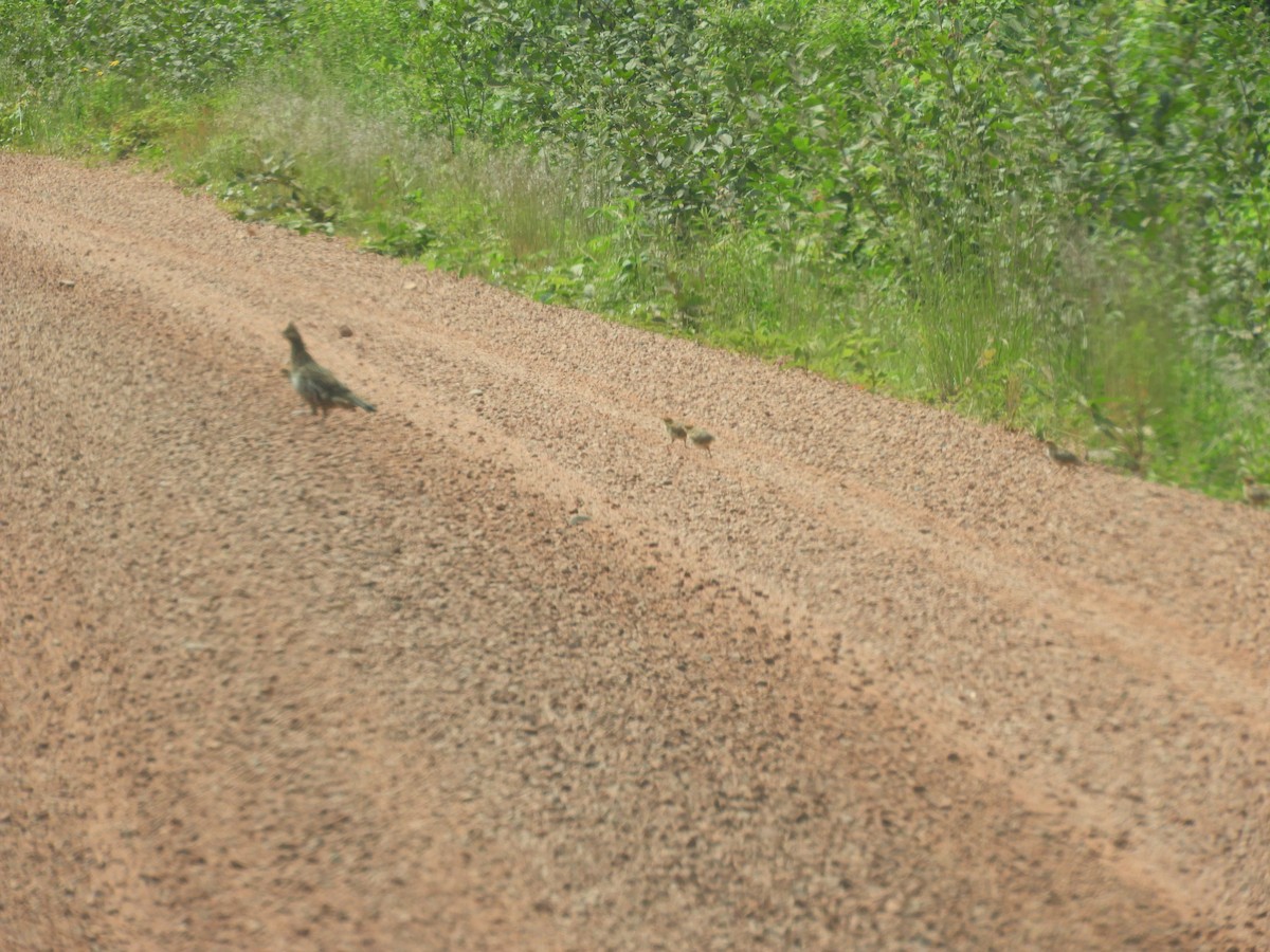 Ruffed Grouse - Kathleen Spicer