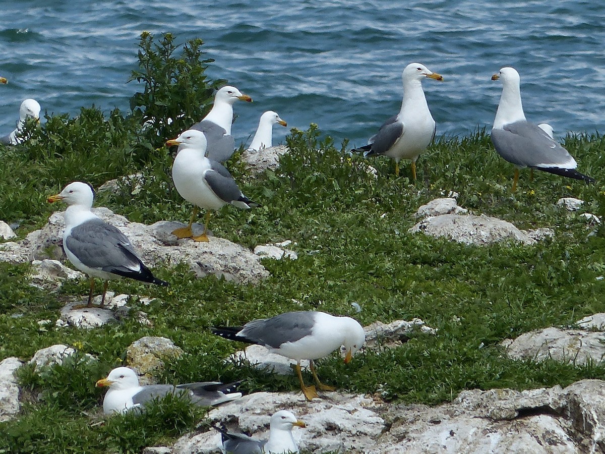 Armenian Gull - ML620750432