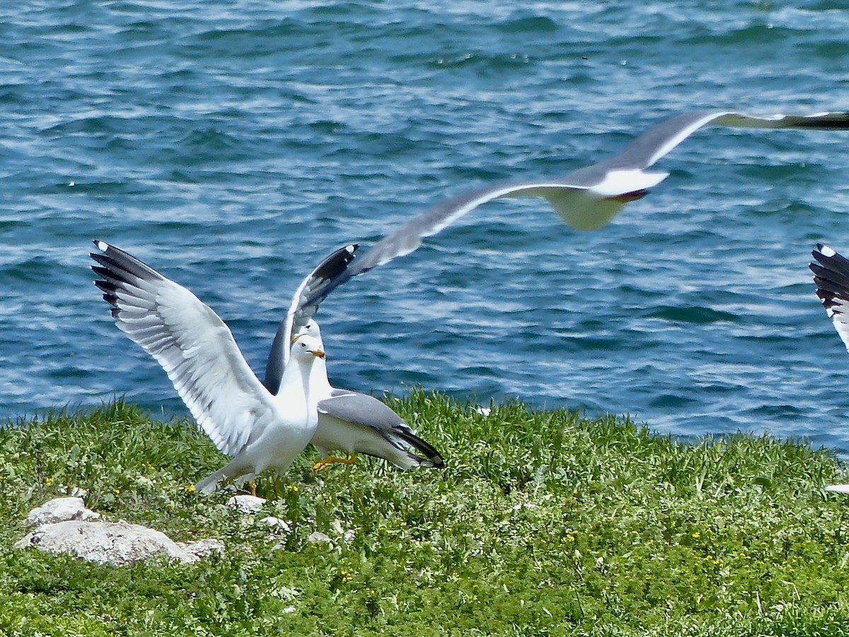 Armenian Gull - ML620750433