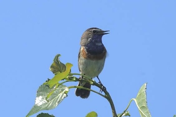 Blaukehlchen - ML620750436