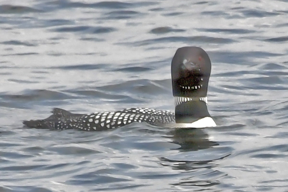 Common Loon - ML620750443