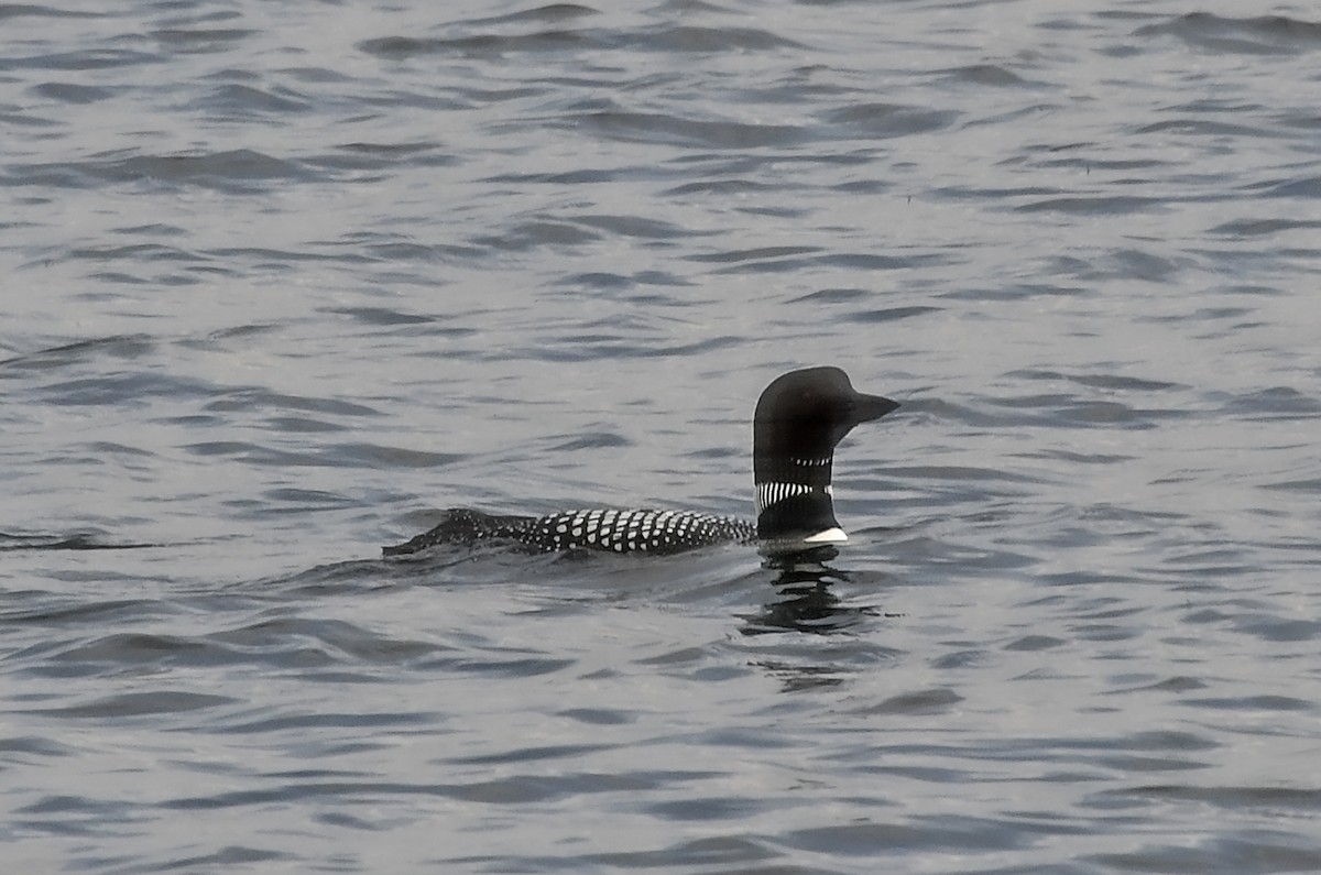 Common Loon - William Batsford