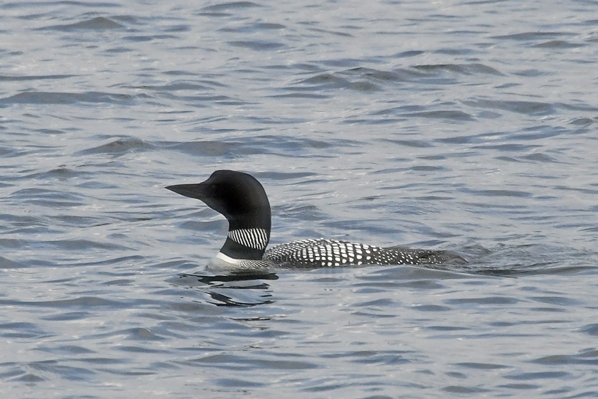 Common Loon - William Batsford