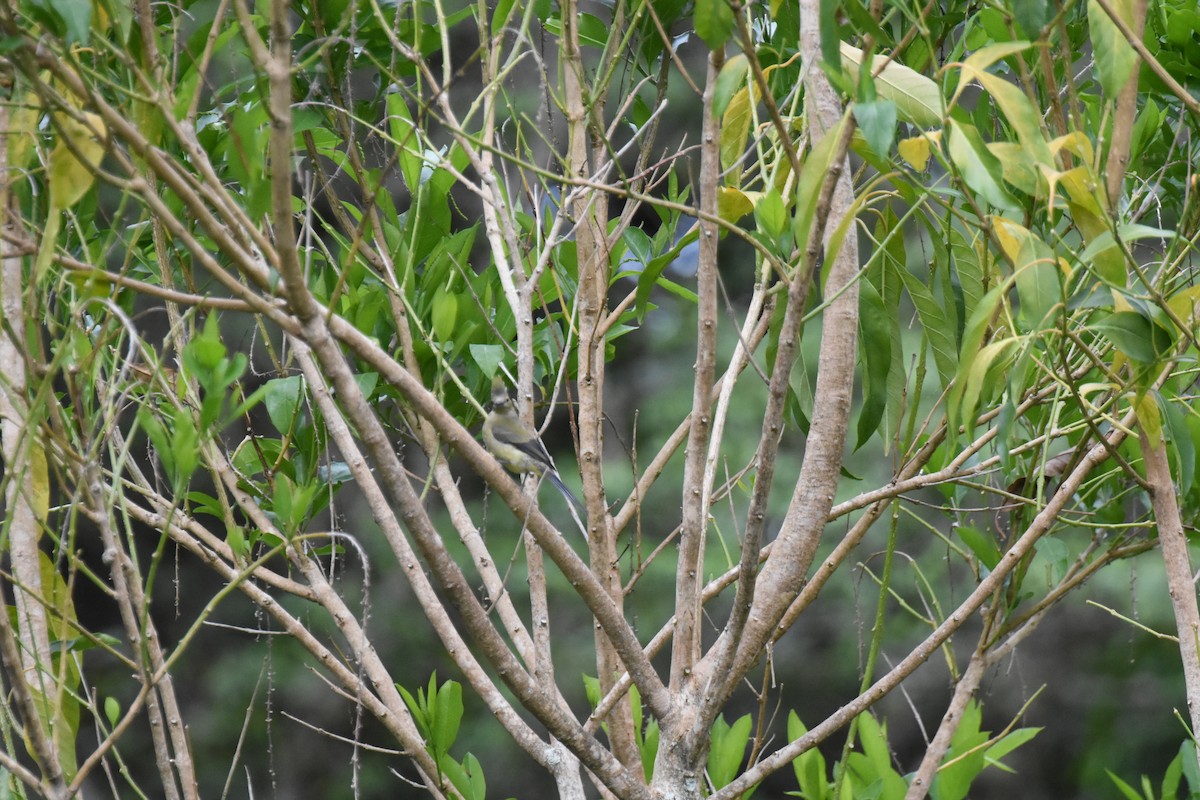 Long-tailed Silky-flycatcher - ML620750448