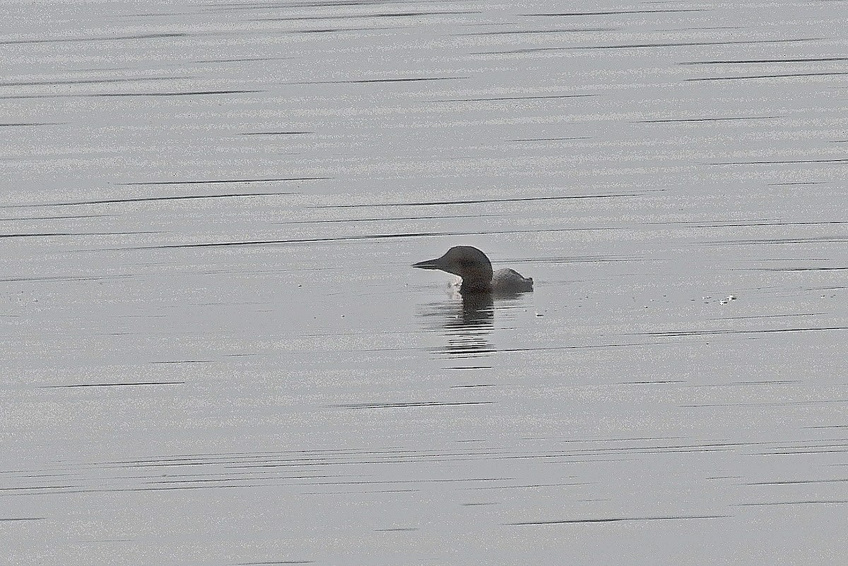 Common Loon - ML620750449