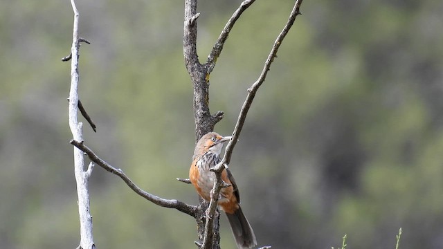 Siyah Çizgili Kıvrıkgaga - ML620750450