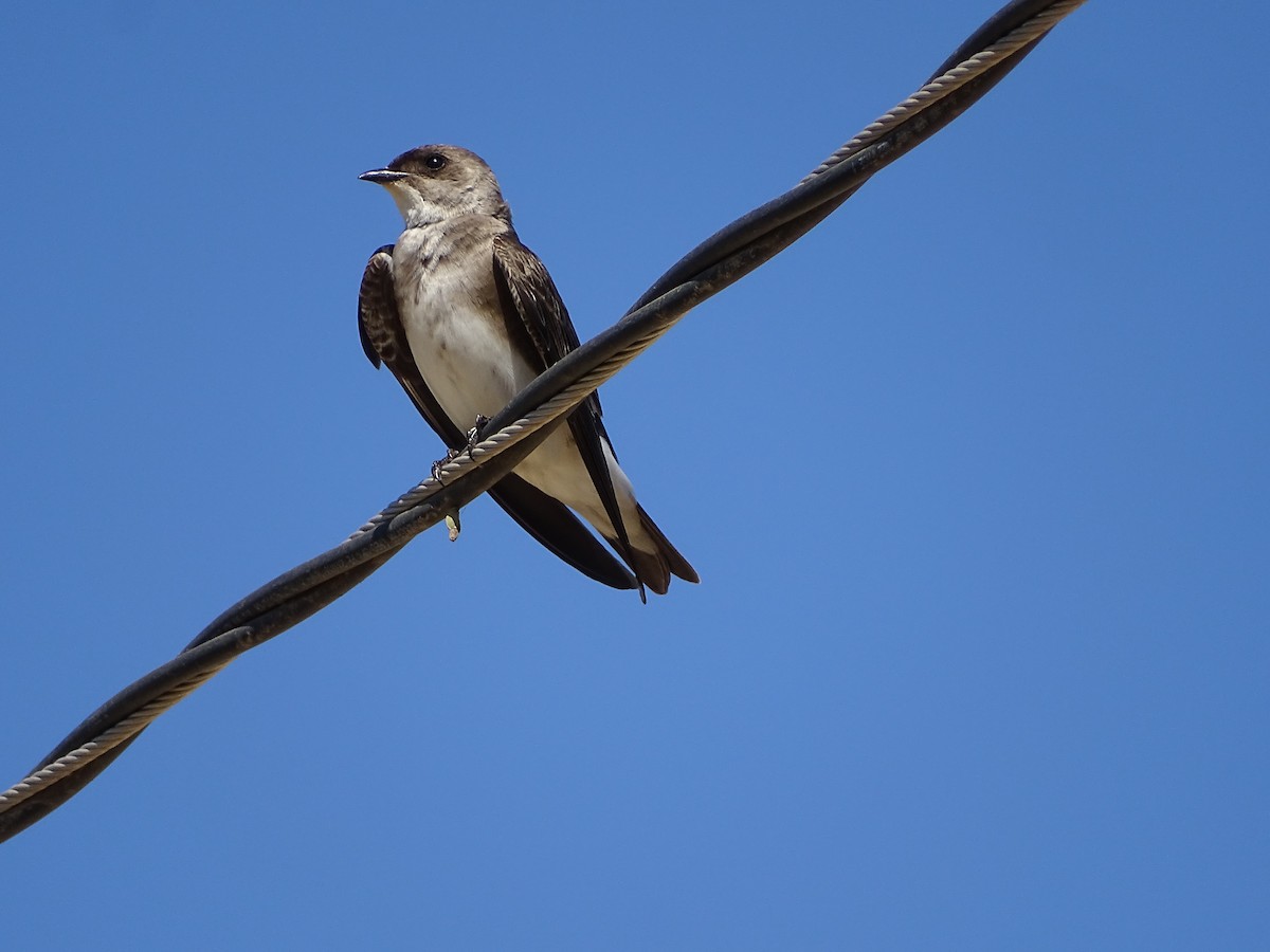 Brown-chested Martin - ML620750452
