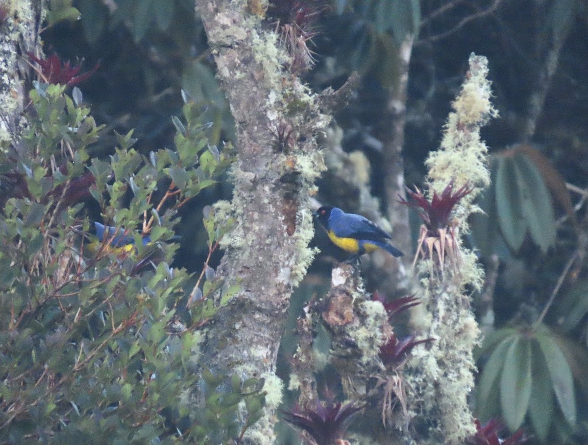Hooded Mountain Tanager - ML620750454