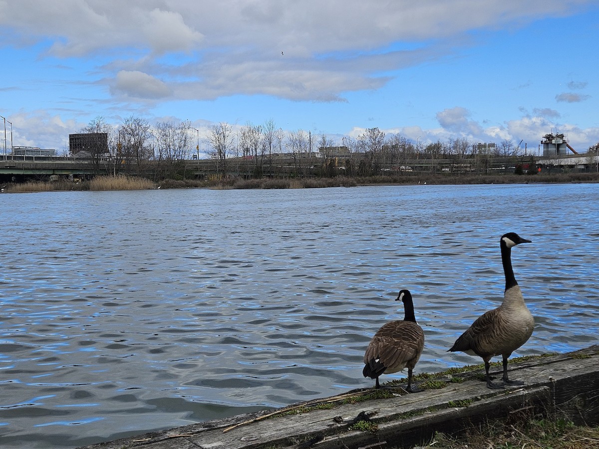 Canada Goose - ML620750464