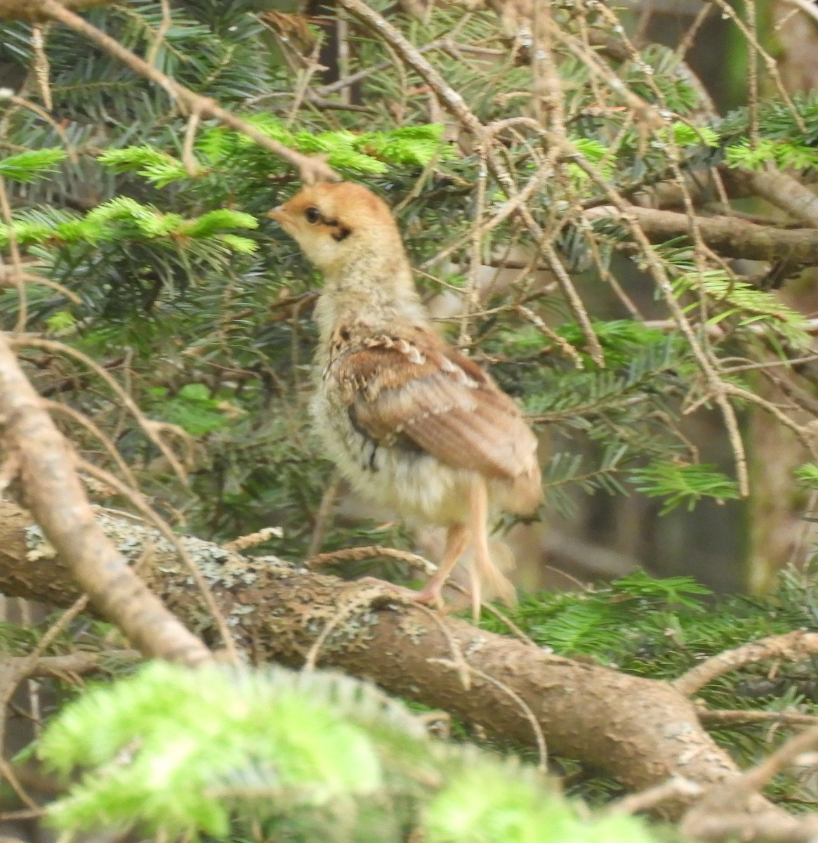 Ruffed Grouse - ML620750467