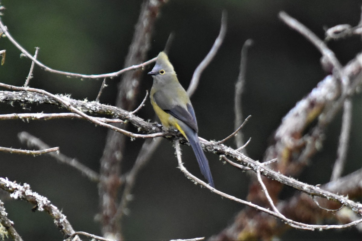 Long-tailed Silky-flycatcher - ML620750468