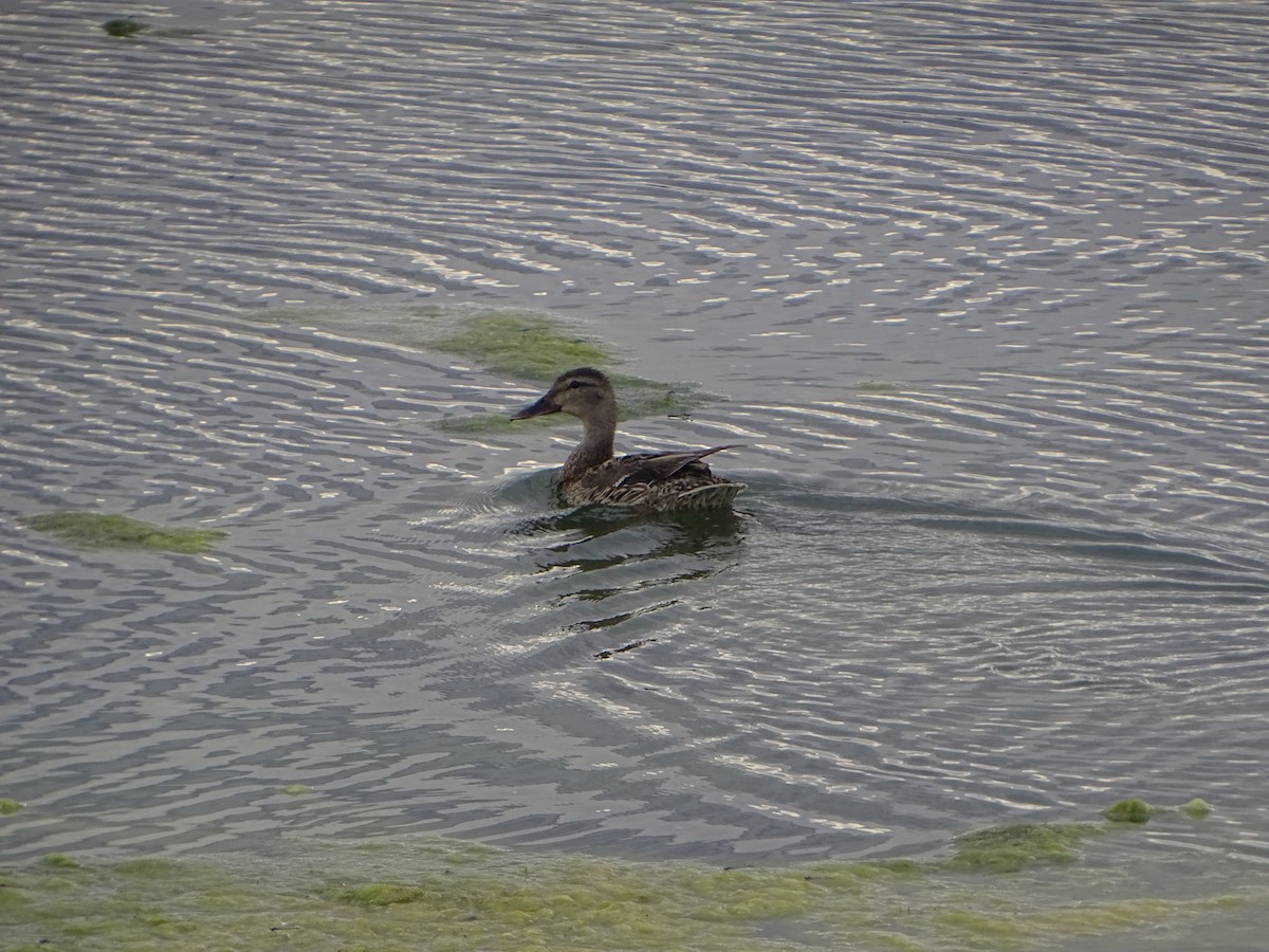 Mallard - ML620750471