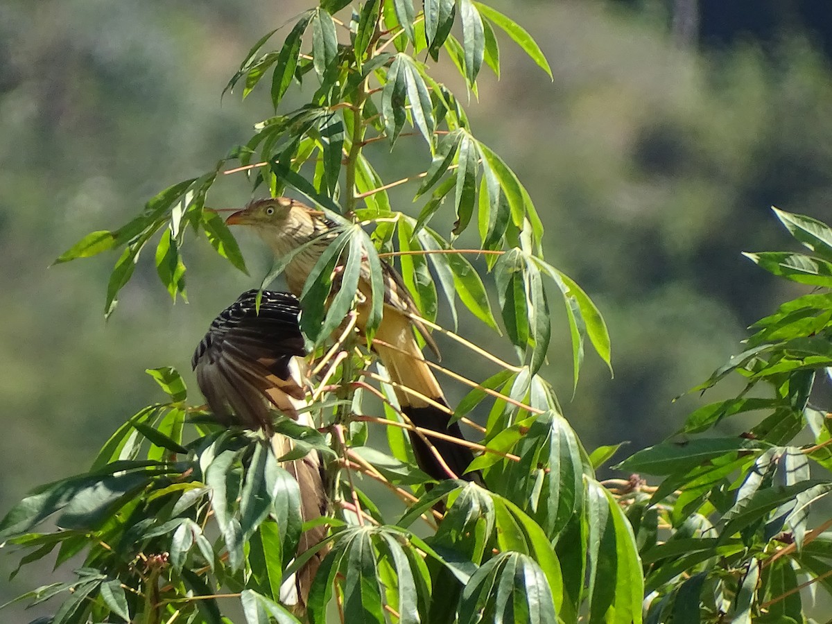 Guira Cuckoo - Regina Santini