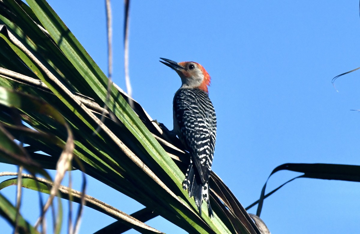 Red-bellied Woodpecker - Victor Botnaru