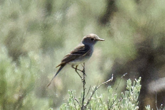 Gray Flycatcher - ML620750480