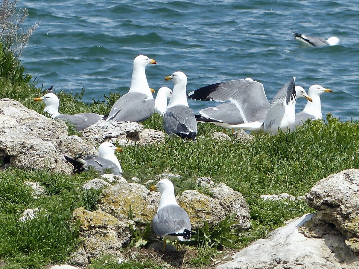 Armenian Gull - ML620750482