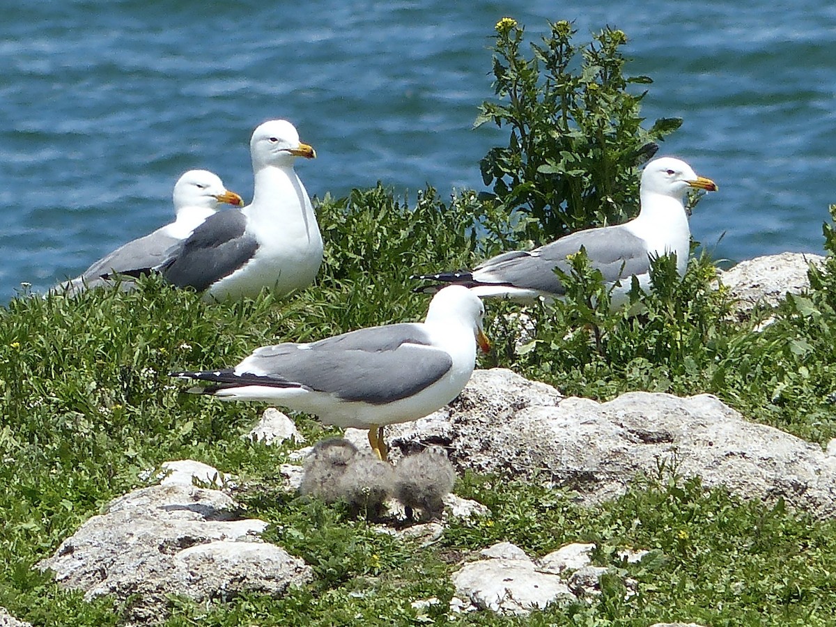 Armenian Gull - ML620750483