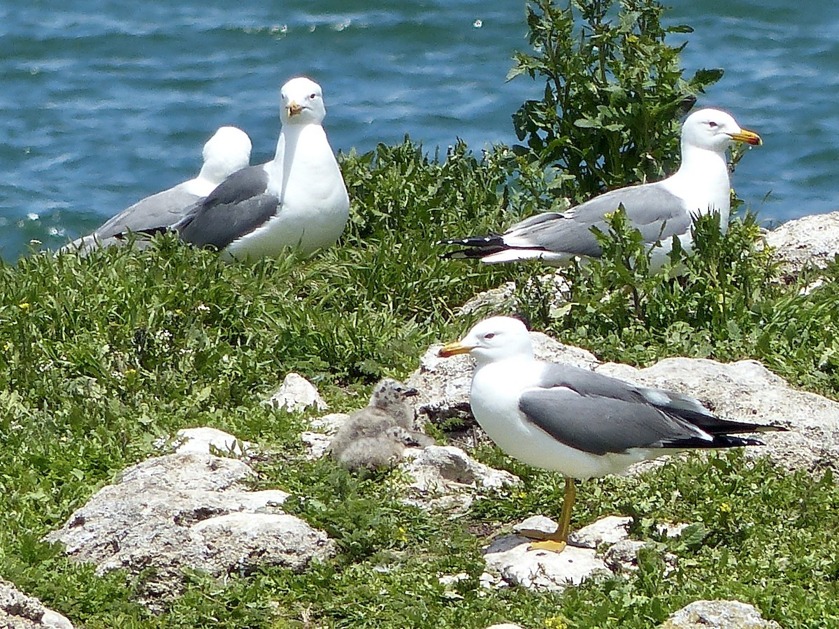 Армянская чайка - ML620750484