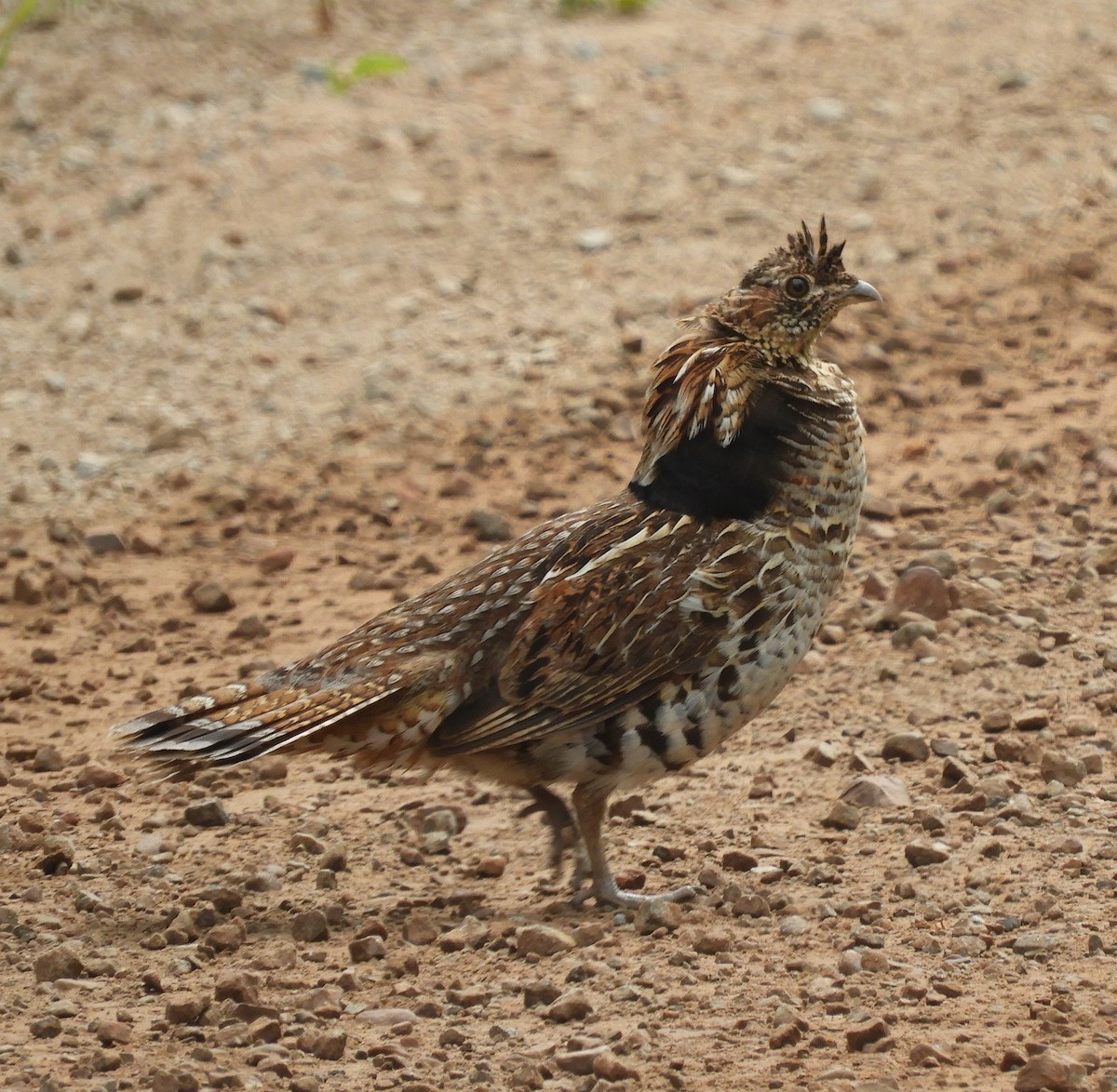 Ruffed Grouse - ML620750485