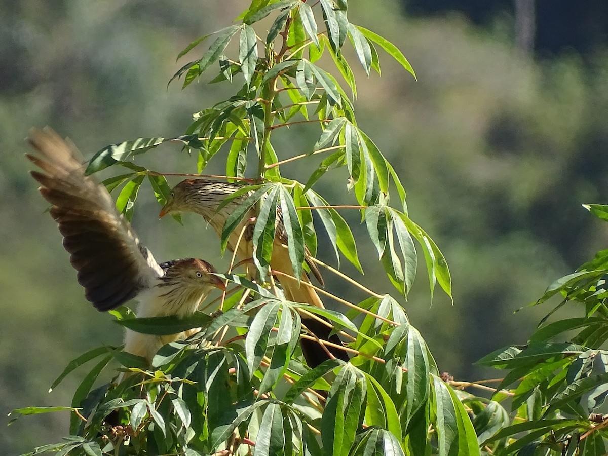 Guira Cuckoo - ML620750488