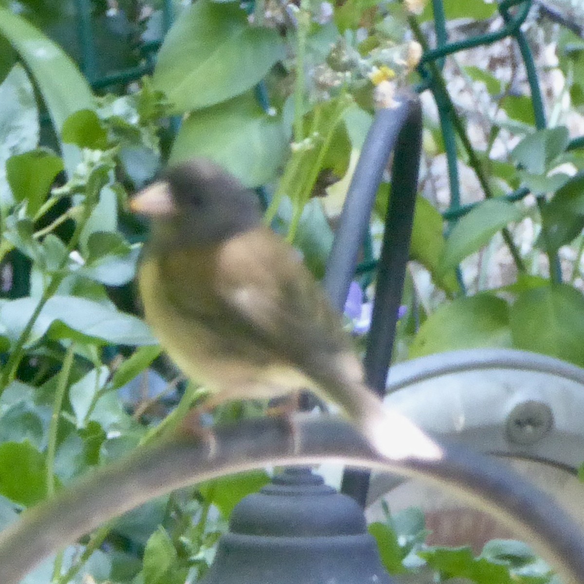 Dark-eyed Junco (Oregon) - ML620750489