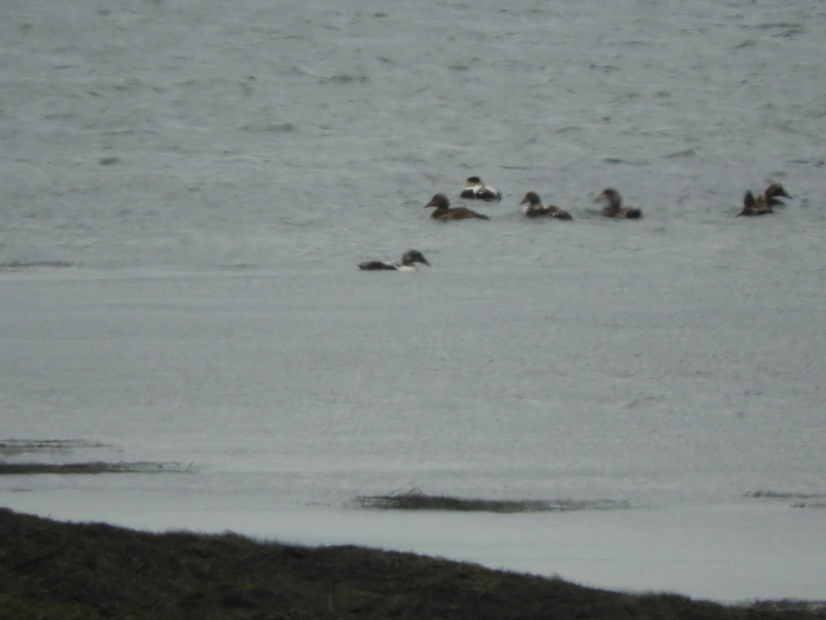 Common Eider - ML620750492