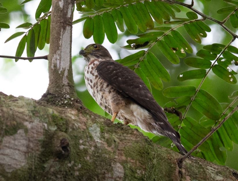 Double-toothed Kite - ML620750494