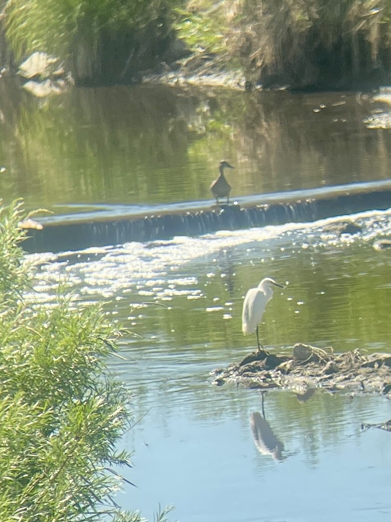 Snowy Egret - ML620750497