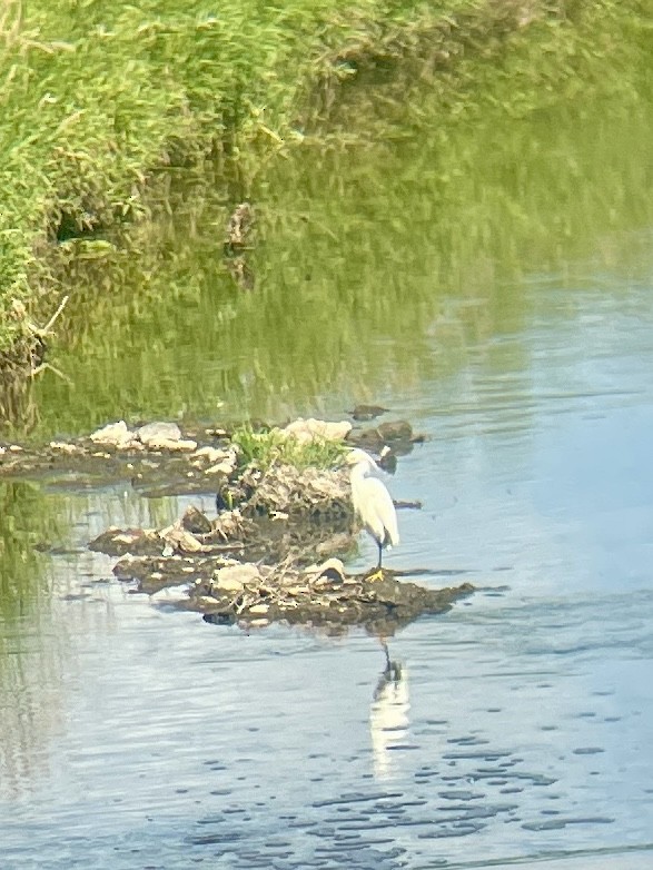 Snowy Egret - ML620750498