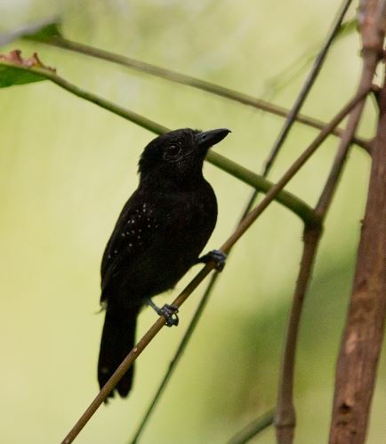 Black-hooded Antshrike - ML620750499