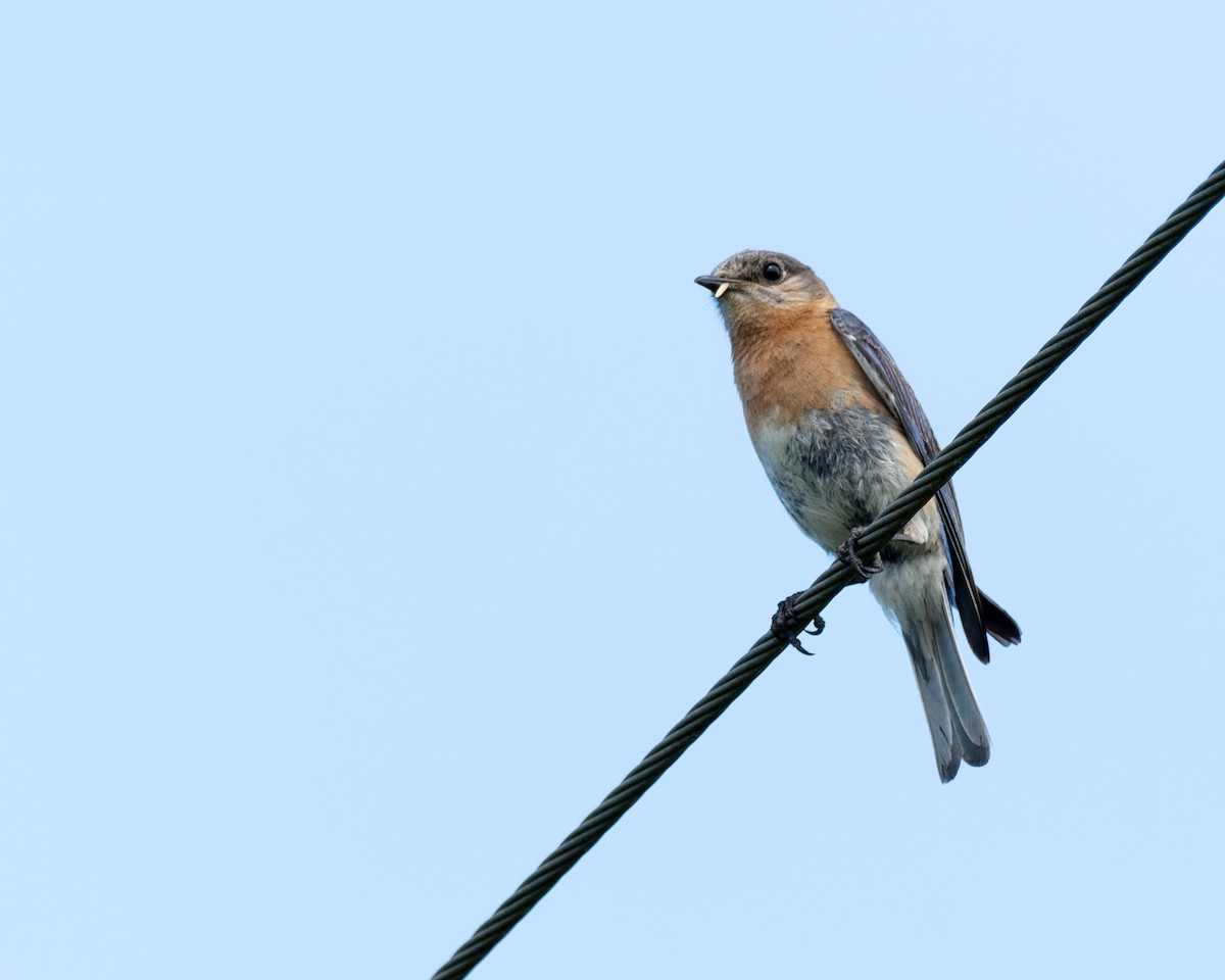 Eastern Bluebird - ML620750506