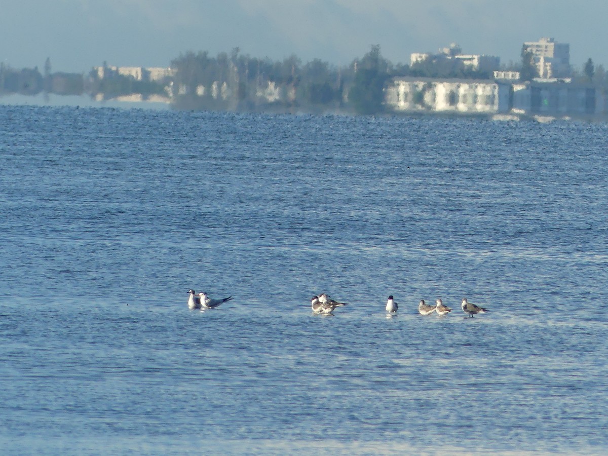 Laughing Gull - ML620750509